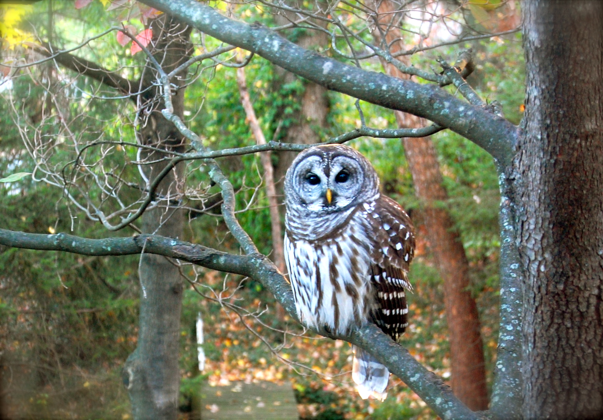 The Old Bard Owl — Bardowl mascot